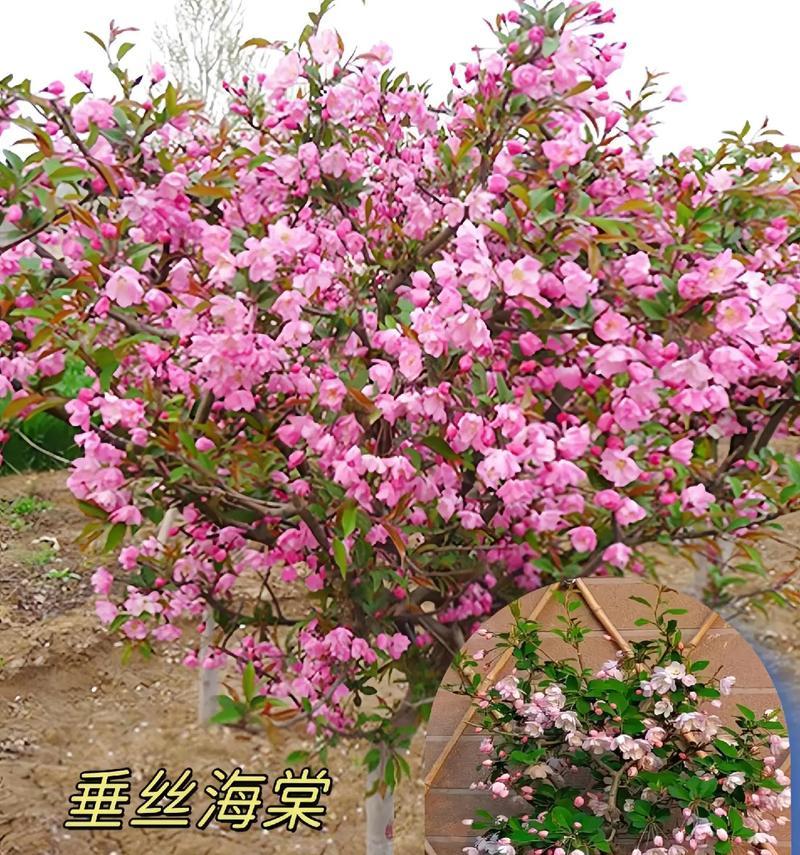 海棠花的养殖方法与注意事项（打造美丽庭院的关键-海棠花）