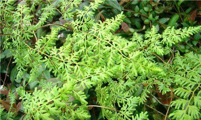 探究海金沙是否属于蕨类植物（从形态特征到遗传基因解析，揭开海金沙真实面纱）