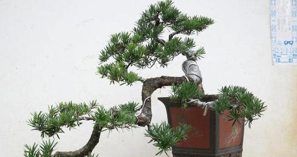 罗汉松冬天养护知识（罗汉松是否易于受冻？如何在冬季为罗汉松提供保护？）