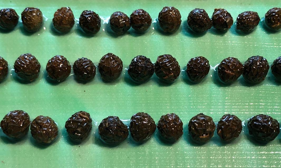 探秘梧桐树种子的奥秘（梧桐树种子的形态、结构及生命周期）