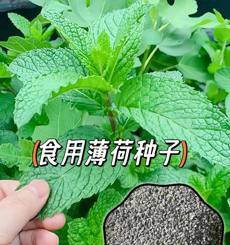 薄荷的种植季节及注意事项（如何在适宜的季节种植薄荷？关注温度、土壤和光照的要点！）
