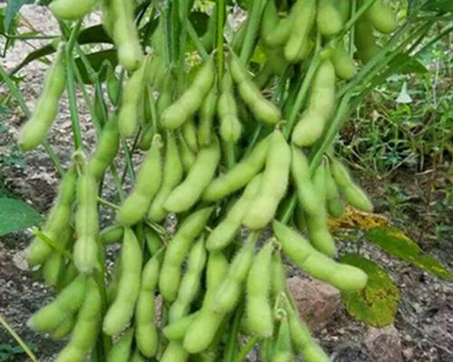 毛豆发芽了可以食用吗？（毛豆发芽的好处、注意事项和食用方法。）