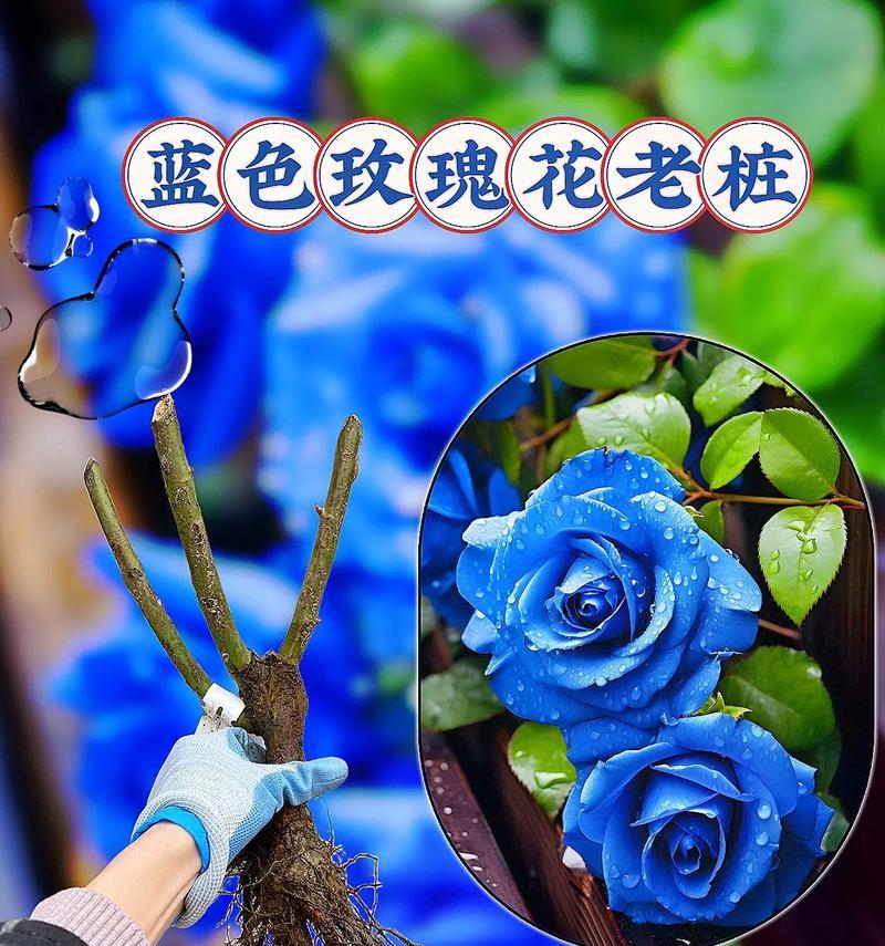 家里也能种出美丽的玫瑰花（15个技巧帮助你在家种植健康美丽的玫瑰花）