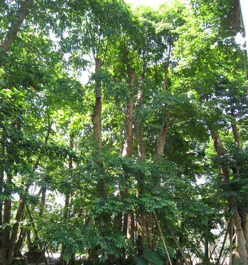 有公母的树（探究植物性别、性别转变和染色体遗传）