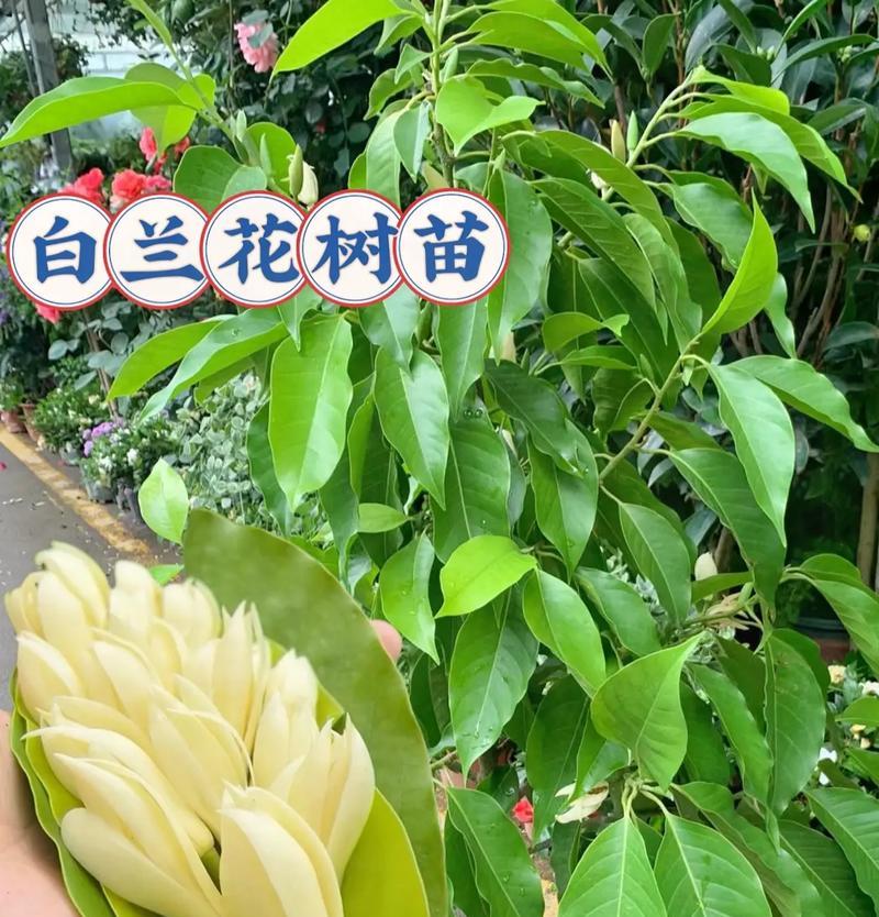 白兰花果实的营养与用途（富含多种营养，可用于食疗及美容护肤）