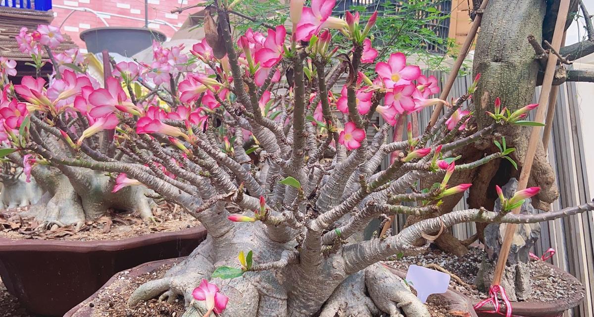 如何防止沙漠玫瑰掉叶子（解决沙漠玫瑰掉叶子问题的有效方法）