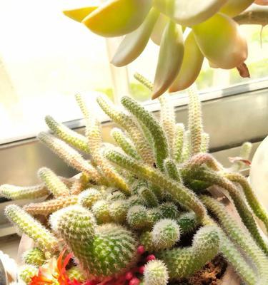 养护仙人指头开花的秘诀