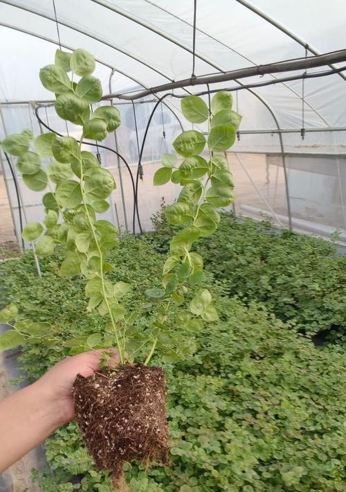 湖南种植蓝莓的可能性（挑选品种、育苗与栽培、病虫害防治、收割与销售）