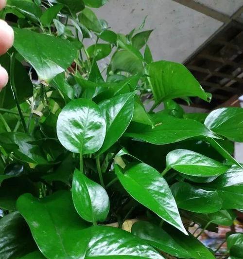 淘米水能否成为浇灌吊兰的理想选择？（揭秘淘米水与吊兰的奇妙关系，如何正确使用）