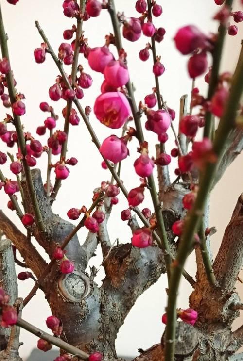 如何选择适合海棠施肥的方法（从施肥时间到肥料种类，这些细节你都知道吗？）