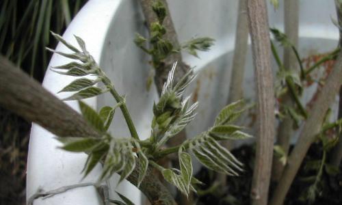 多菌灵是否适合浇灌紫藤？（探究多菌灵在浇灌紫藤中的作用及注意事项）