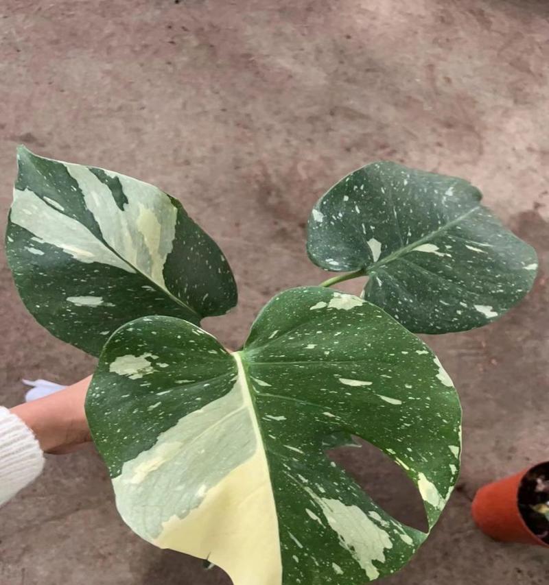 龟背竹移盆后需注意的浇水事项（龟背竹的浇水时间、浇水方法和注意事项）