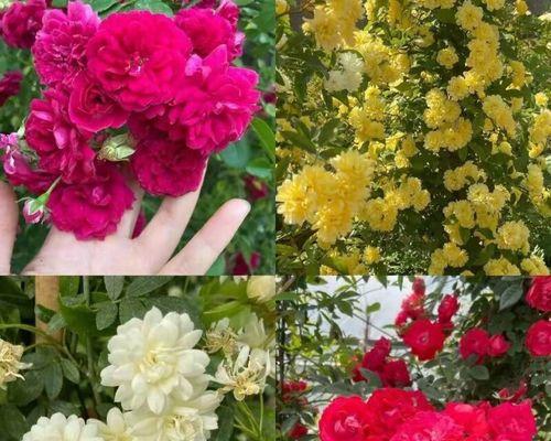 红木香的花期及生长习性详解（探究红木香花期多长，透视其生态特性）