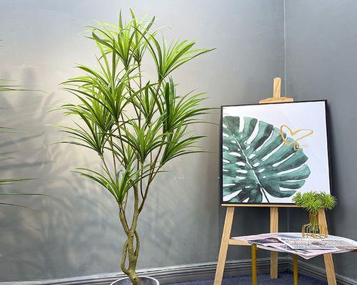 吊兰的风水寓意与摆放（迎财旺运、清洁空气的多功能植物）