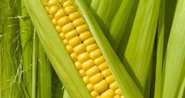 玉米粒属于果实吗？——植物学的角度解析（探究玉米粒的形成及其分类，揭秘玉米粒与果实之间的关系）