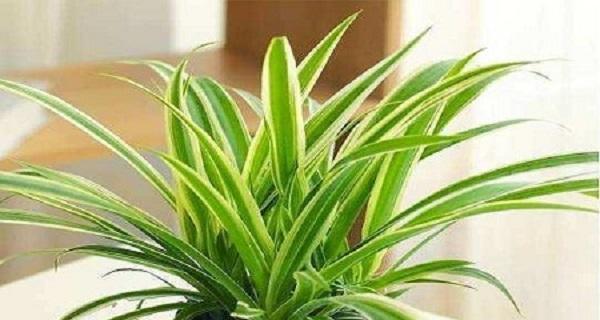西南方适合种植哪些植物？（探寻西南方适宜种植的植物种类）
