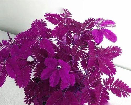 含羞草种子播种时间及注意事项（如何在正确的时间和方法中种植含羞草种子）