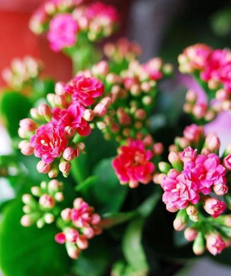 如何养殖长寿花（长寿花的养护方法与注意事项）
