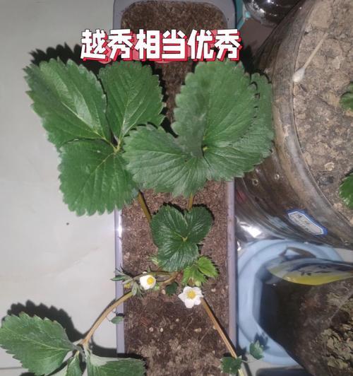 草莓过冬指南（如何让草莓安全度过寒冷季节？）