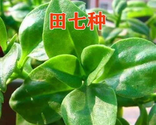 田七菜和穿心莲（植物学家揭开真相，植物养生的误区）