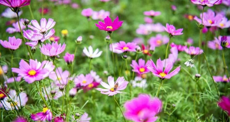 格桑花的生长环境（探秘格桑花的家园——藏区高原）