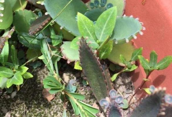 洗衣粉水能否浇花？（探究洗衣粉水浇花的好处与作用）