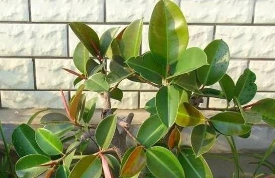 如何正确浇水橡皮树？（橡皮树的生长和浇水方法）