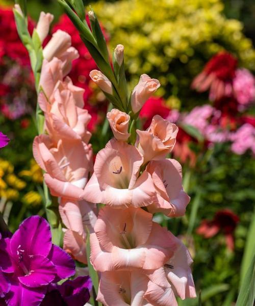 剑兰开花时间及花期分析（剑兰花期是什么时候？剑兰花期多长时间？）