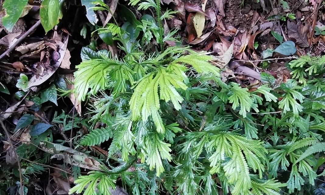 卷柏叶子发黄原因及解决方法（让卷柏恢复翠绿的秘诀）
