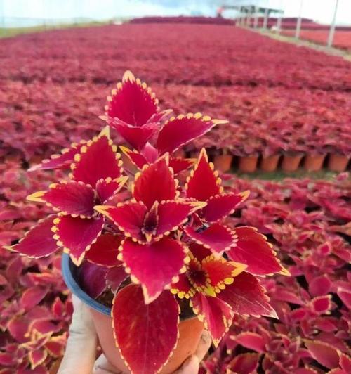 彩叶草怎么过冬天？（彩叶草养护技巧，让你的花园充满生机）