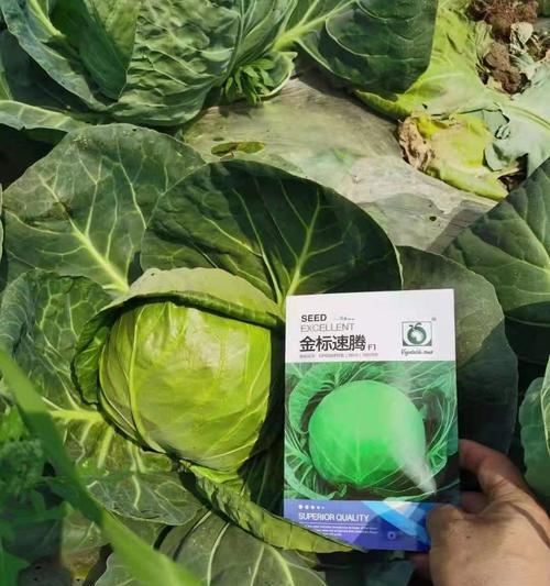 包菜耐寒温度探究（了解包菜在哪些温度下能生长茁壮）