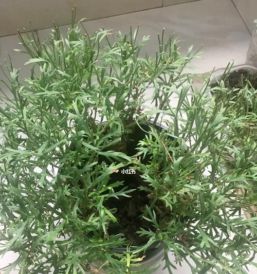 如何科学浇水——玛格丽特夏天的浇水方法（玛格丽特夏天的浇水方法详解，一步步教你让花儿生长得更好！）