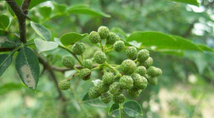 藤椒是什么植物？（了解藤椒的生长环境、特征、用途及营养价值）