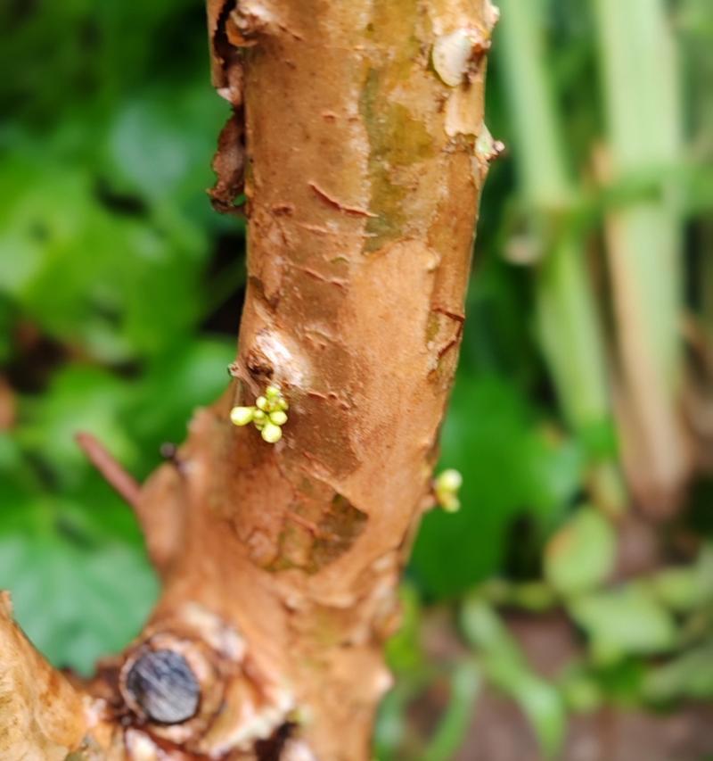 葡萄开花结果的季节（探究葡萄开花结果的季节变化以及对葡萄品质的影响）