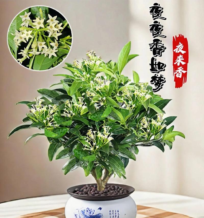 夜来香的香味是否对人体有害？（探究夜来香花香是否对人体有害，从健康角度看花香的影响）