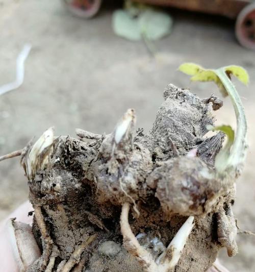 苍术种子发芽周期及注意事项（掌握苍术种子的发芽时间，助您成功种植）