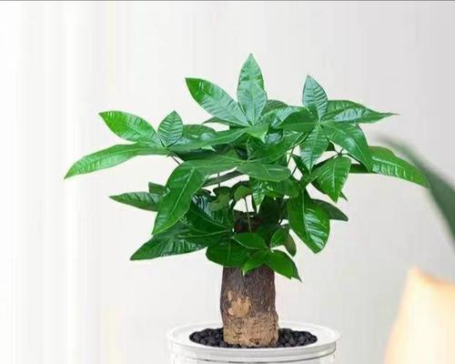 揭秘发财树的文化底蕴（揭秘发财树的文化底蕴）