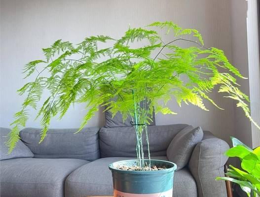 如何正确修剪文竹？（文竹修剪步骤和注意事项）