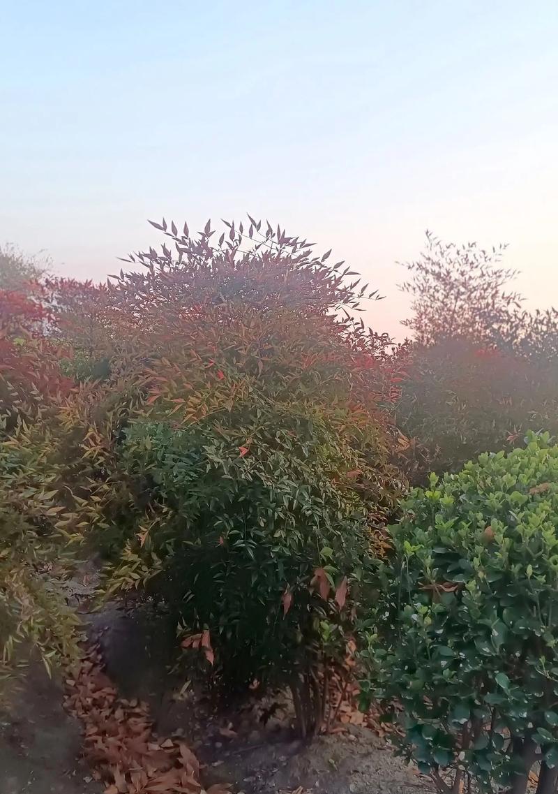 种植南天竹，家门口的绿色小天地（绿化美化环境，打造美丽家园）