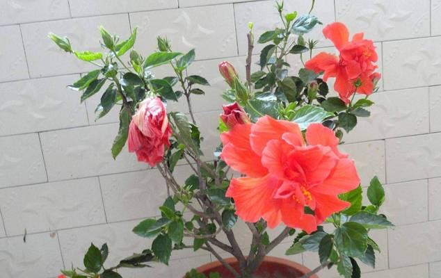 扶桑花的生长周期（一年开几次花？）