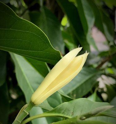 探秘黄桷兰开花时间的奥秘（一年内几次开花？为什么会开花？如何催花？）