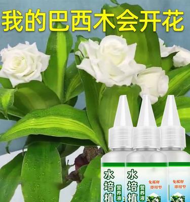 如何有效解决巴西木叶子发黄问题（巴西木叶子发黄的原因及预防措施）