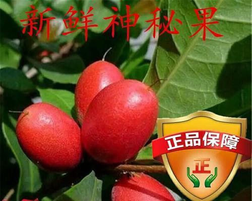 揭开神秘果多年结果实的真相（探究神秘果的种植和结果实过程，为您揭示这个奇妙果实的秘密）