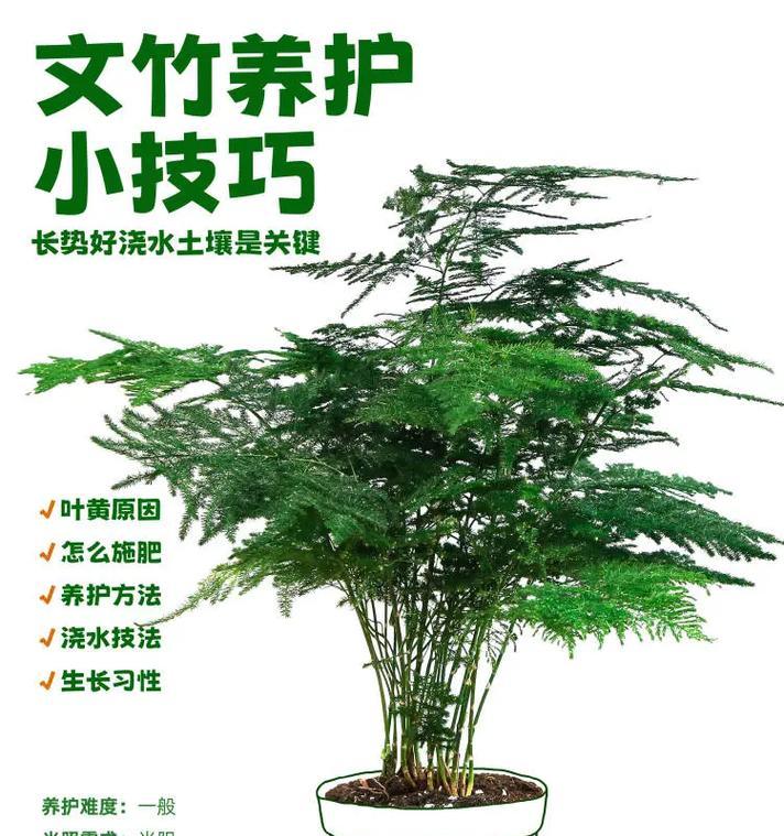 文竹的冬季浇水技巧（如何科学合理地浇水，让文竹在冬季健康成长）