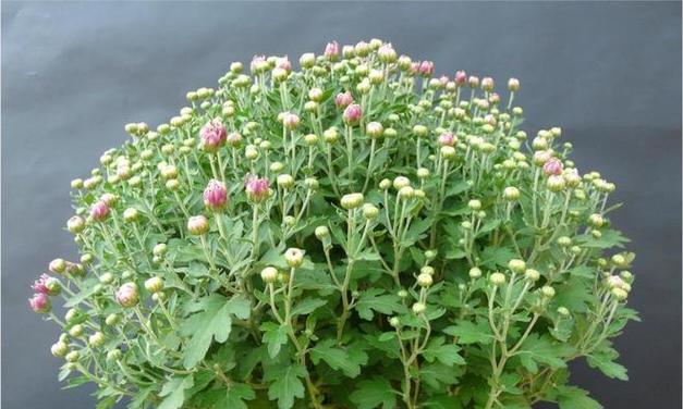 盆栽菊花的淋雨习性剖析（菊花能否淋雨？室外栽种的盆栽菊花需要注意什么？）
