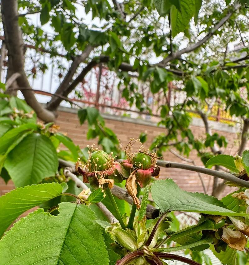 车厘子开花时间分析（车厘子开花季节及花期长度分析）