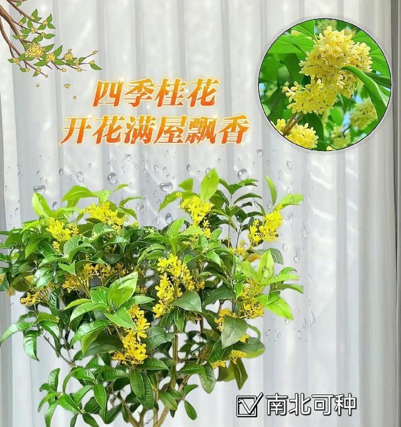 盆栽桂花的剪枝技巧（合适的时间和方法，让桂花更美丽）