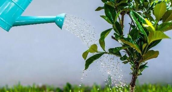 红茶可以浇花吗？（探讨红茶在花园中的应用）