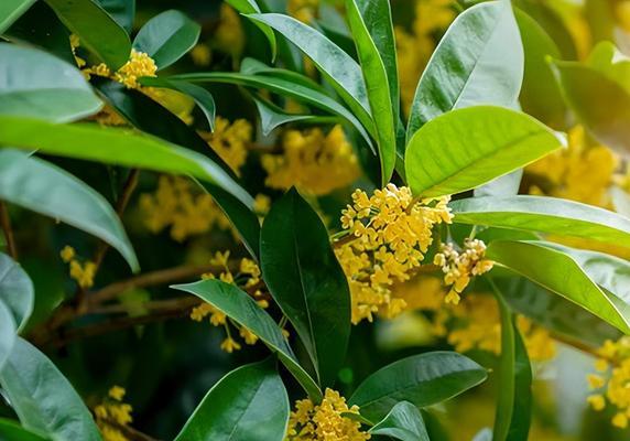 为什么说桂花树怕晒？（阳光与桂花树相遇的危险）