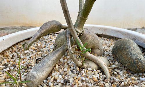 探秘块根植物（了解块根植物的生长特点、品种分类、栽培方法等）